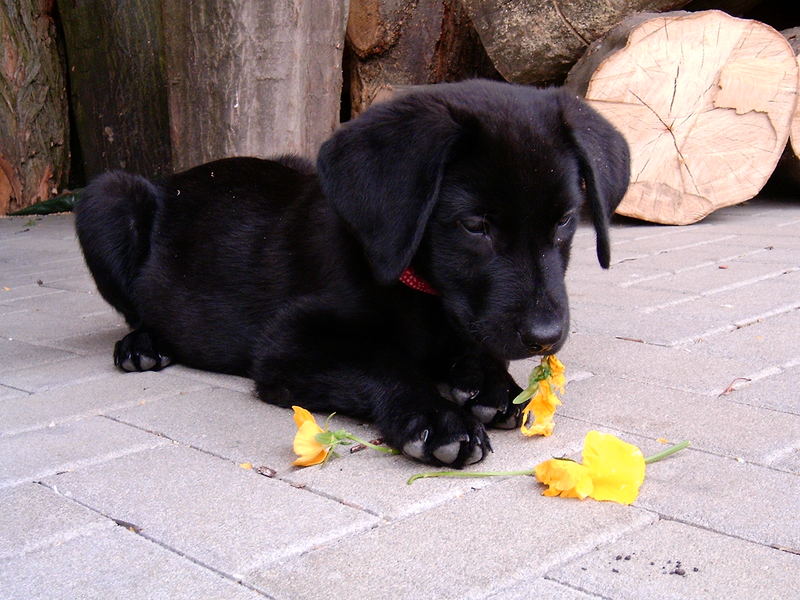 Labrador Rüde