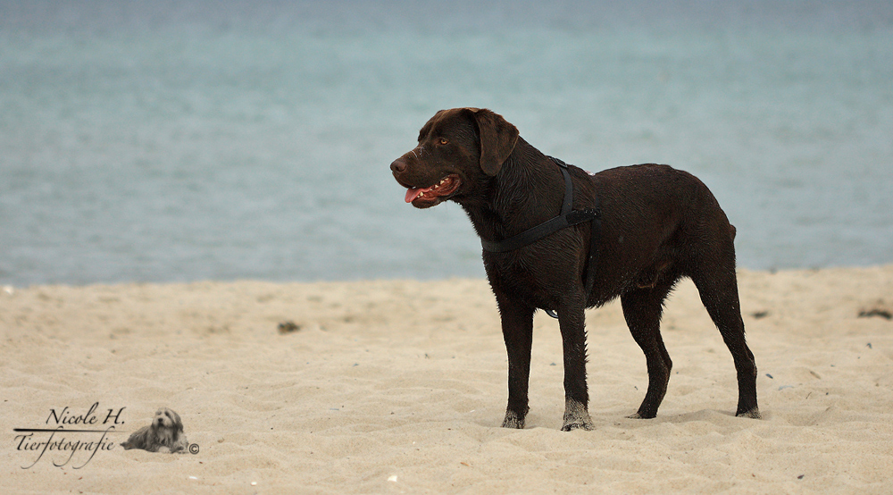 Labrador Rüde...