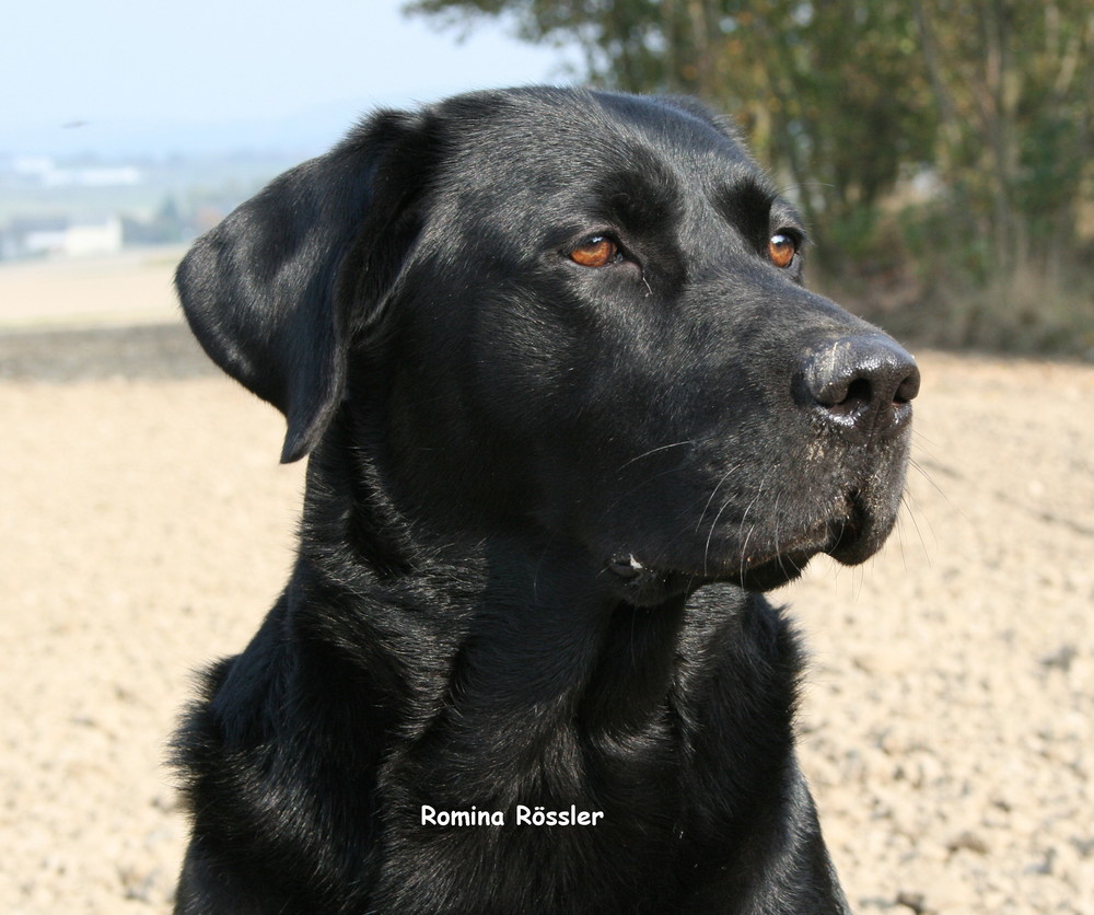 Labrador Rüde Lasko