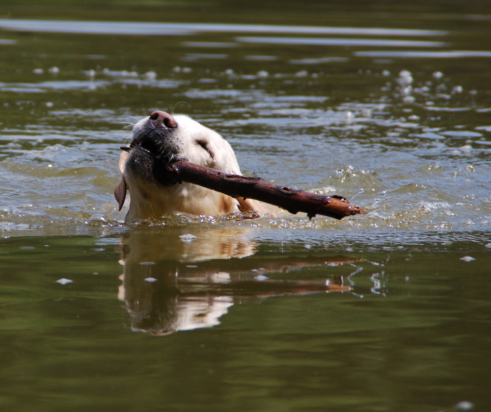 Labrador Sam