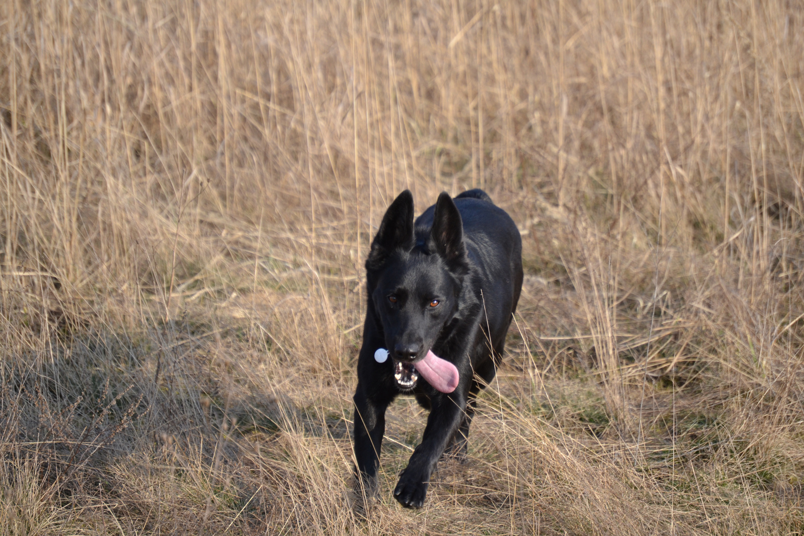 Labrador Schäferhund Mischling