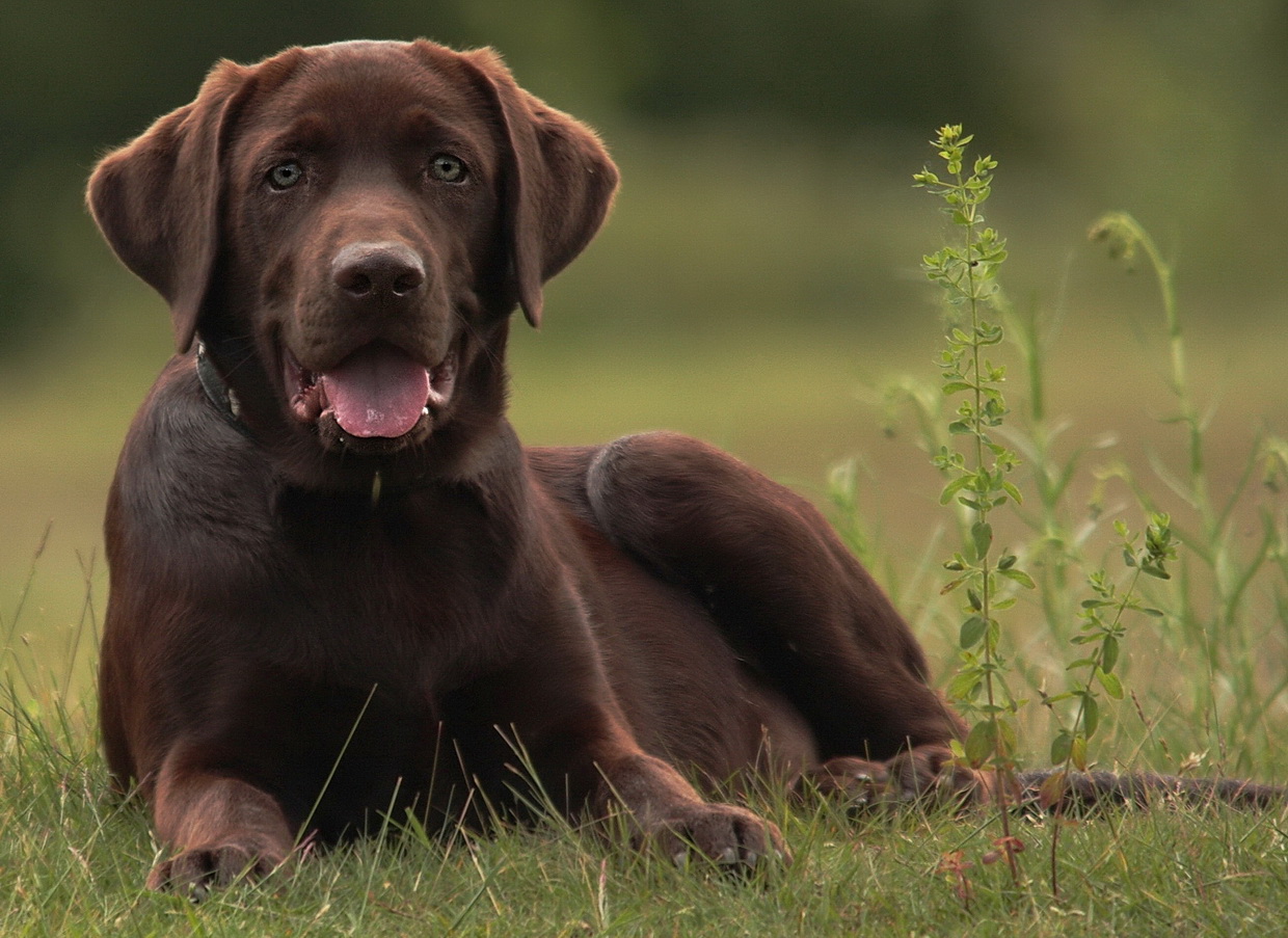 Labrador Schoko