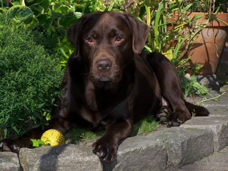 Labrador Schokolade braun