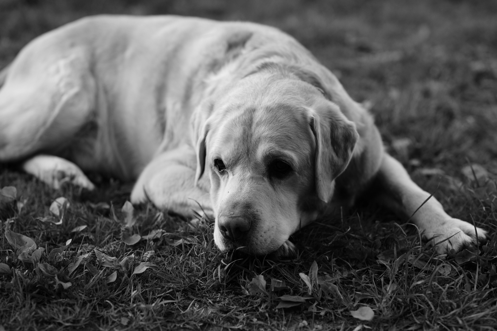 Labrador schwarz-weiss