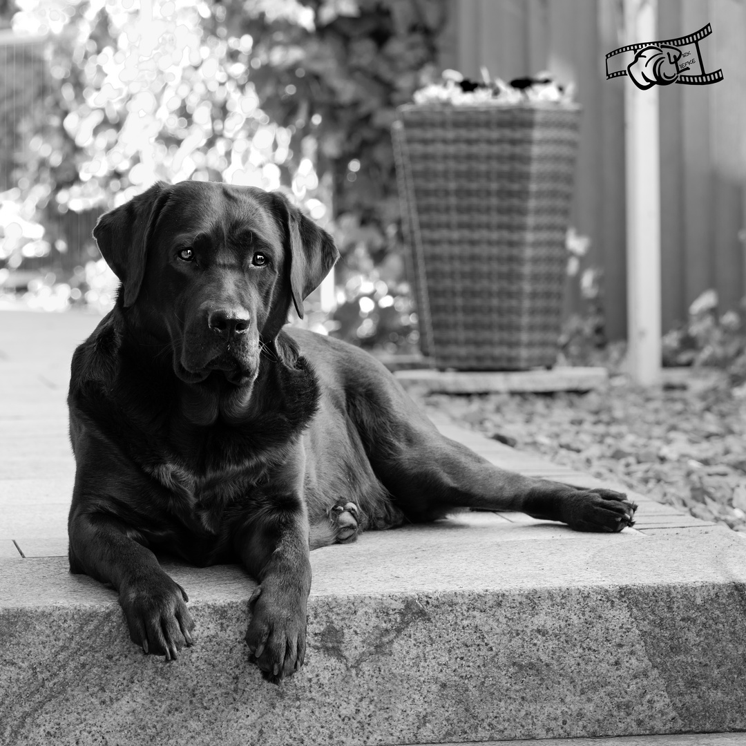 Labrador schwarz-weiss Fotografie