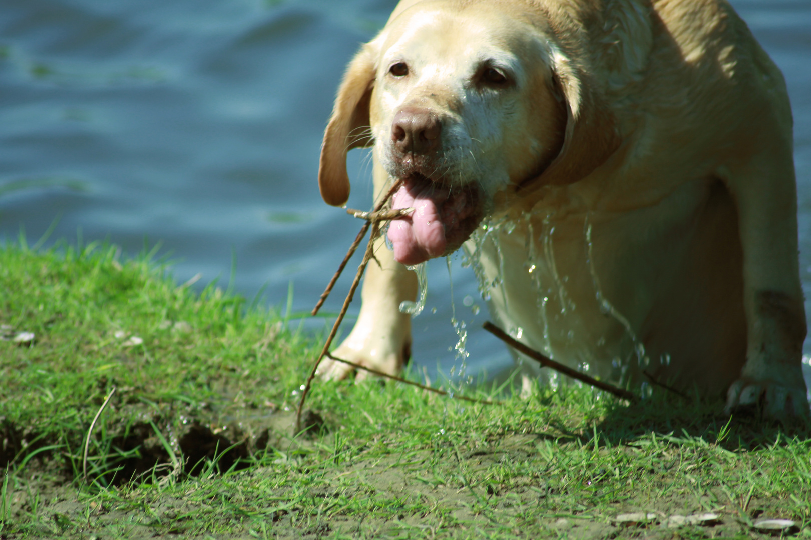 Labrador springt ans Ufer