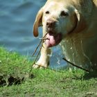 Labrador springt ans Ufer