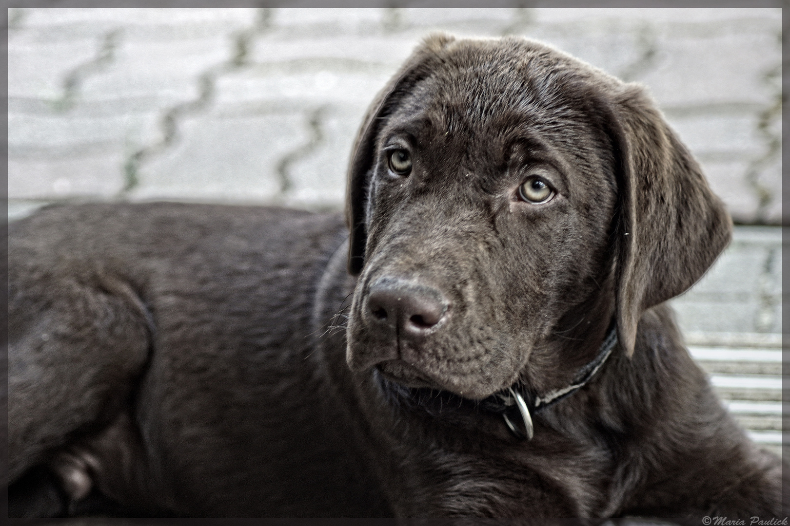 Labrador Teddy