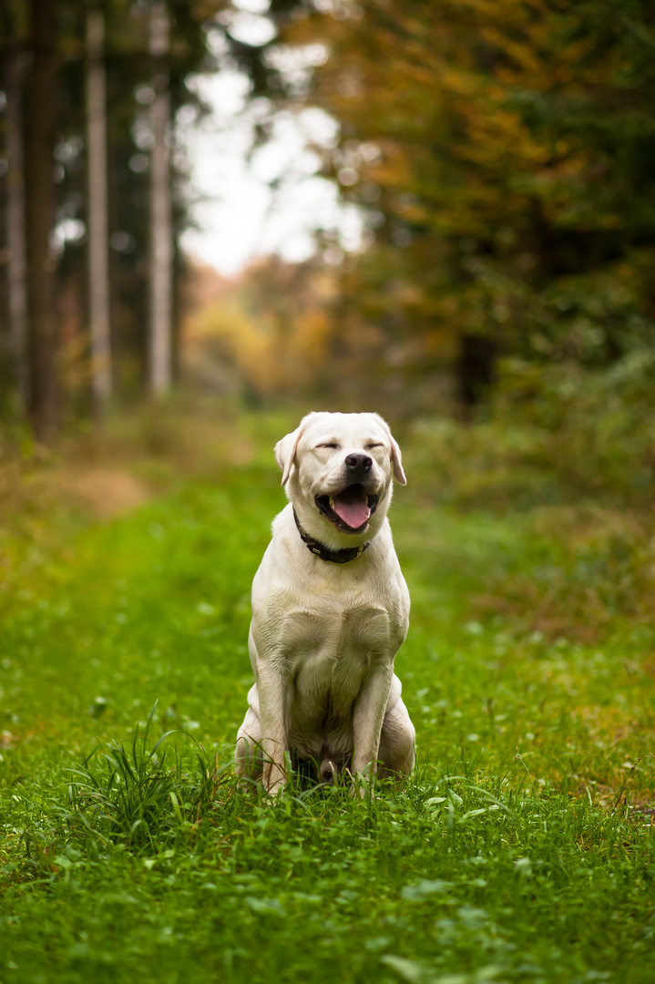 Labrador tired in the autumn colorful forest