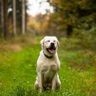 Labrador tired in the autumn colorful forest