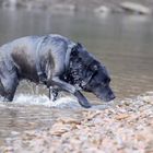 Labrador und Wasser !!