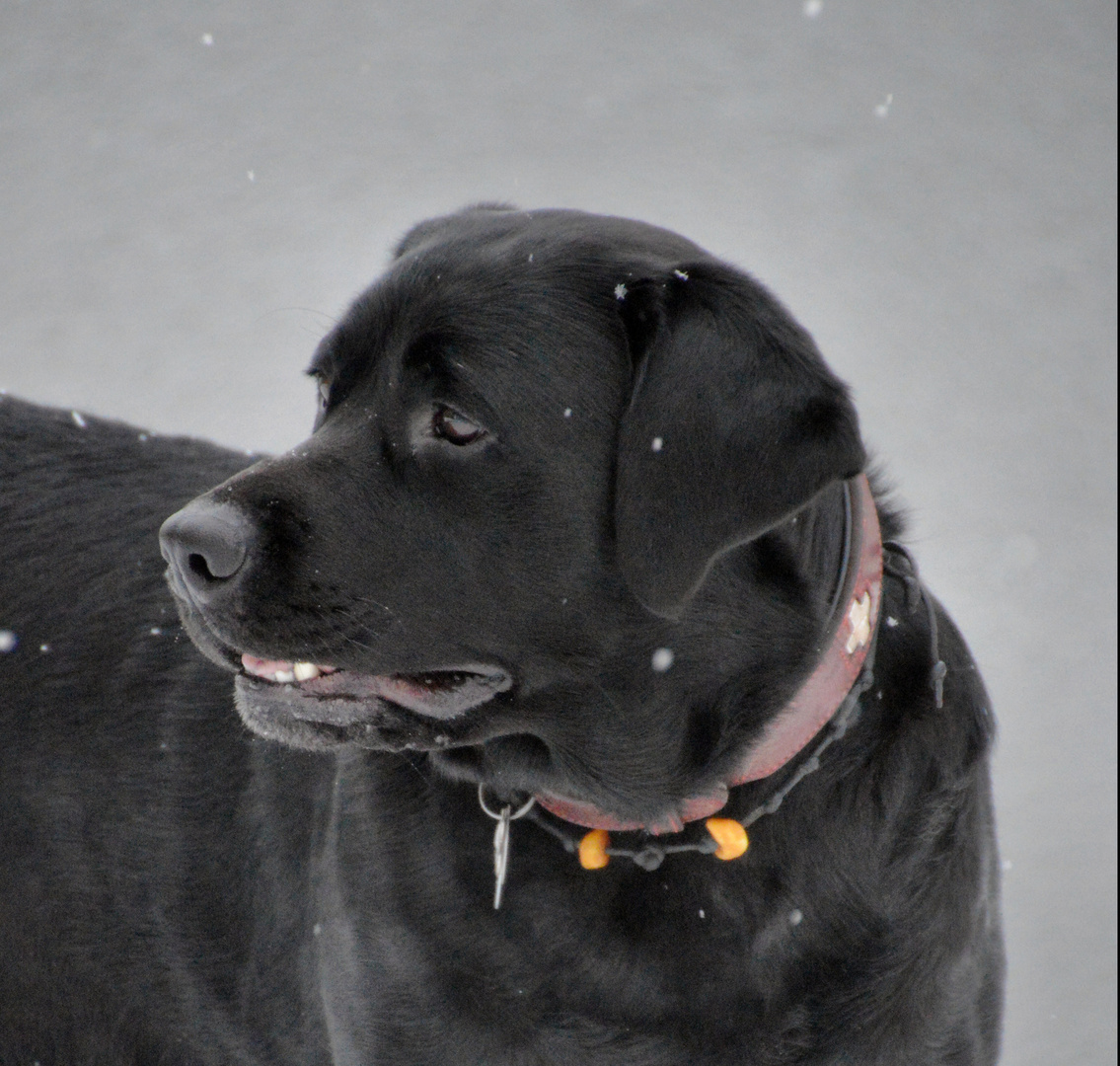 Labrador - was hast du denn wieder entdeckt, Emma?