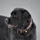 Labrador - was hast du denn wieder entdeckt, Emma?