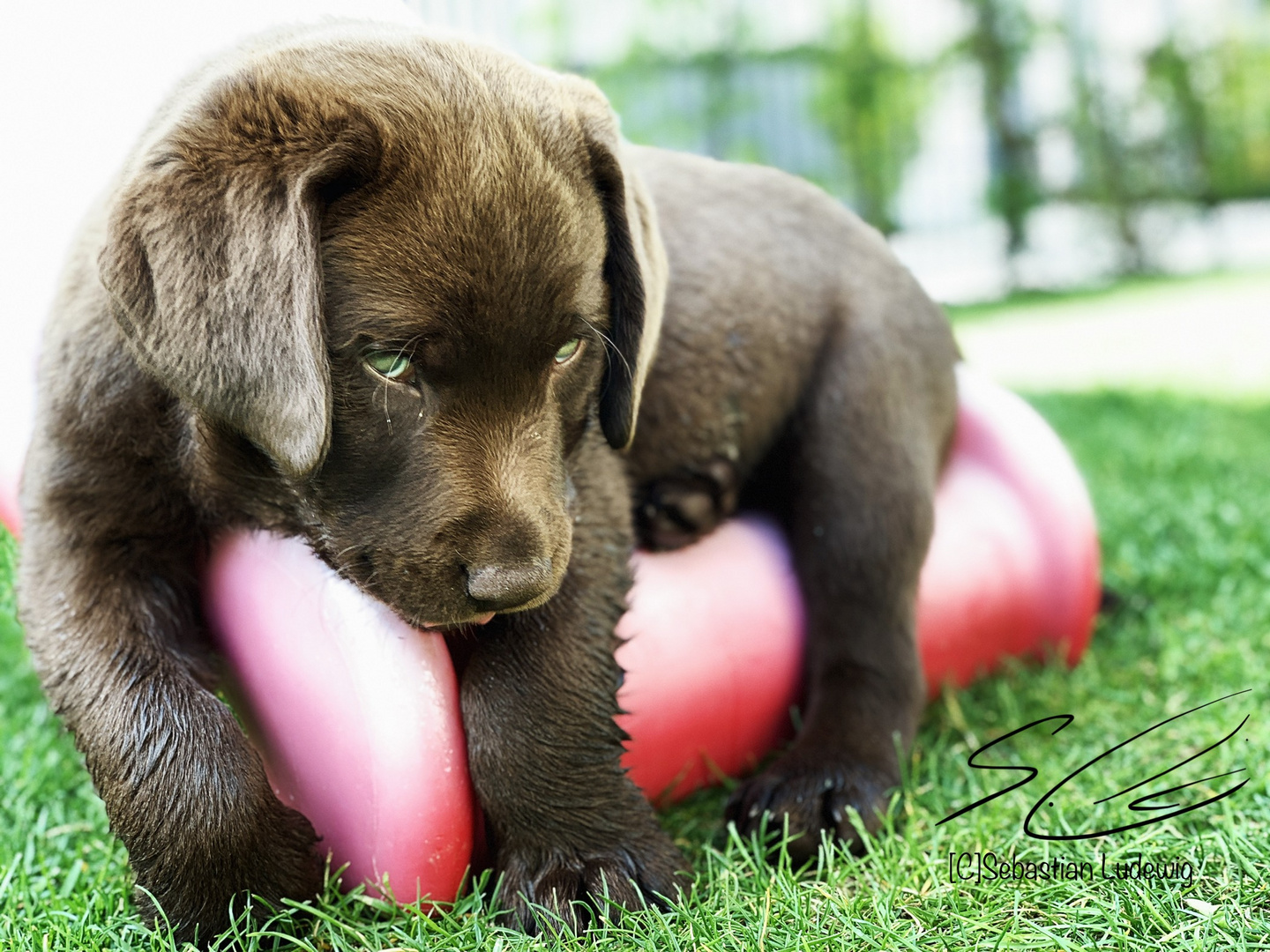 Labrador welpe