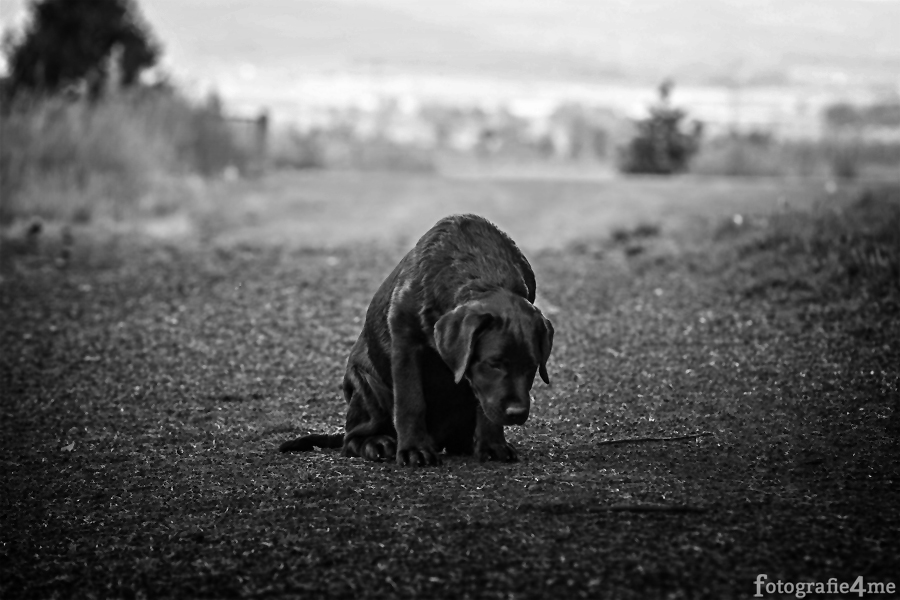 Labrador Welpe