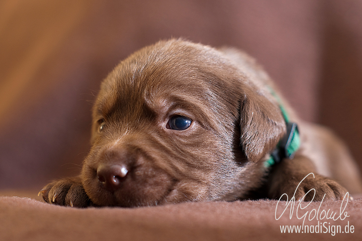 Labrador-Welpe, 3 Wochen alt :)