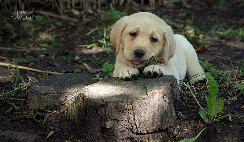 Labrador Welpe