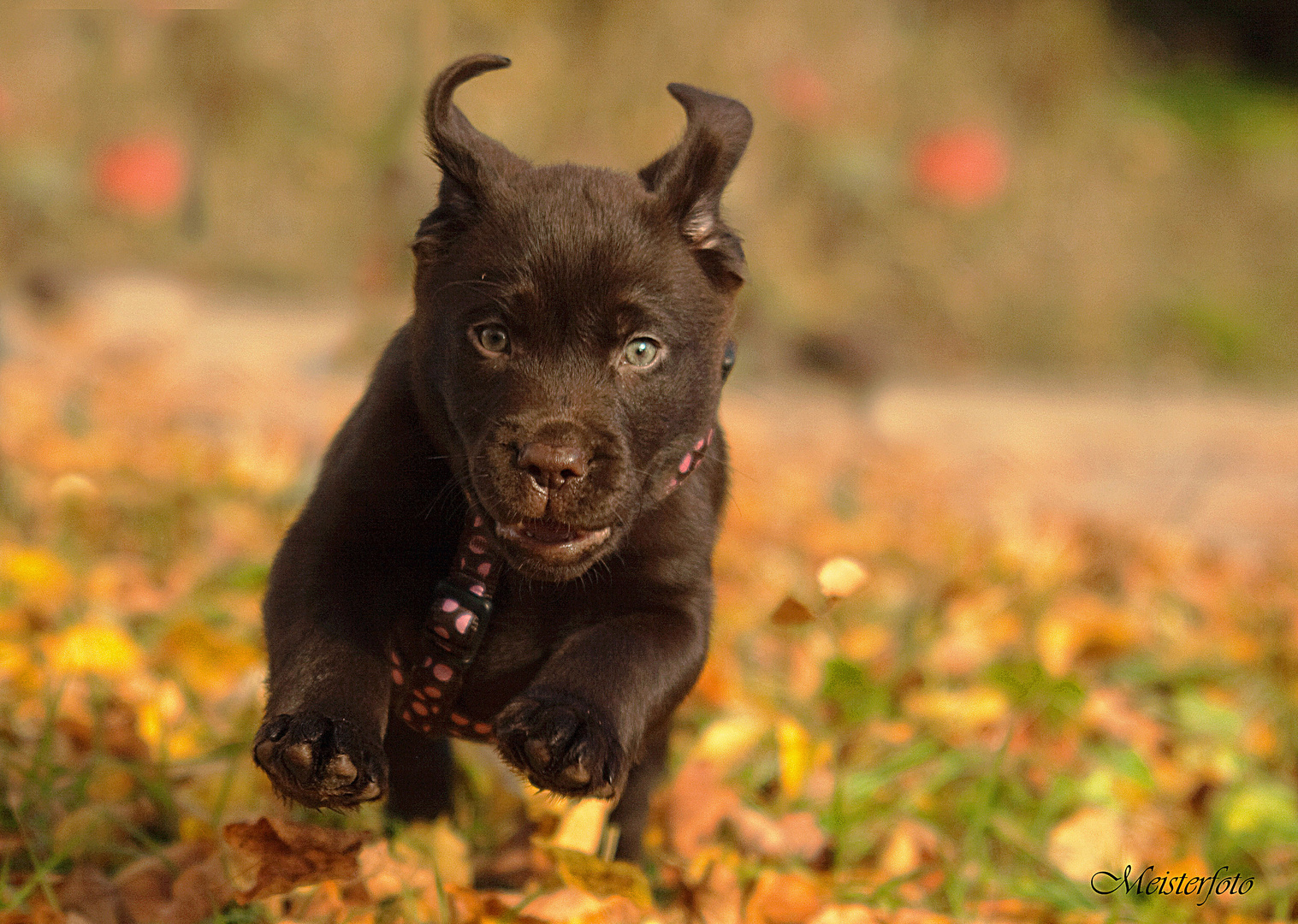 Labrador Welpe 8 Wochen