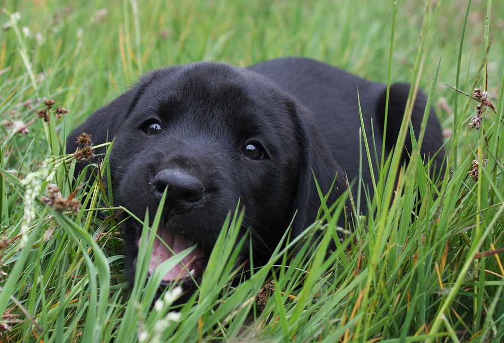 LabradorWelpe Foto & Bild tiere, haustiere, hunde Bilder auf
