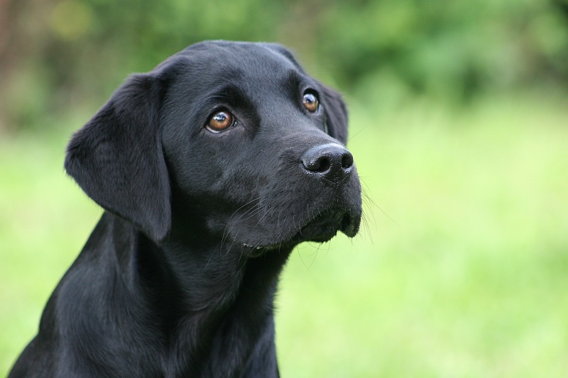 Labrador Welpe