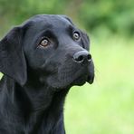 Labrador Welpe