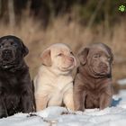 Labrador Welpen