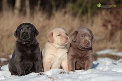 Labrador Welpen