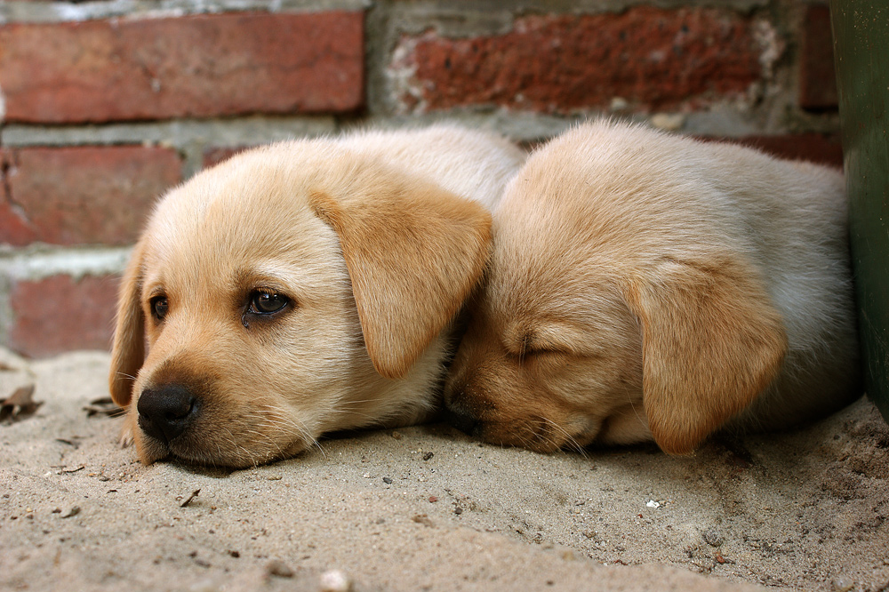 Labrador Welpen Foto & Bild tiere, haustiere, hunde Bilder auf