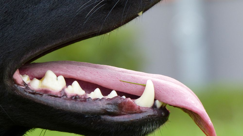 Labrador Zähne Foto &amp; Bild hund, zähne, tieren Bilder auf