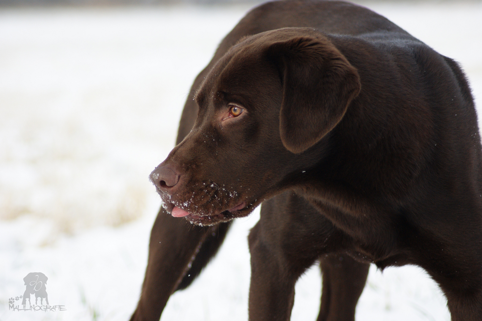 Labrador Zeus