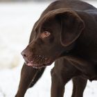 Labrador Zeus