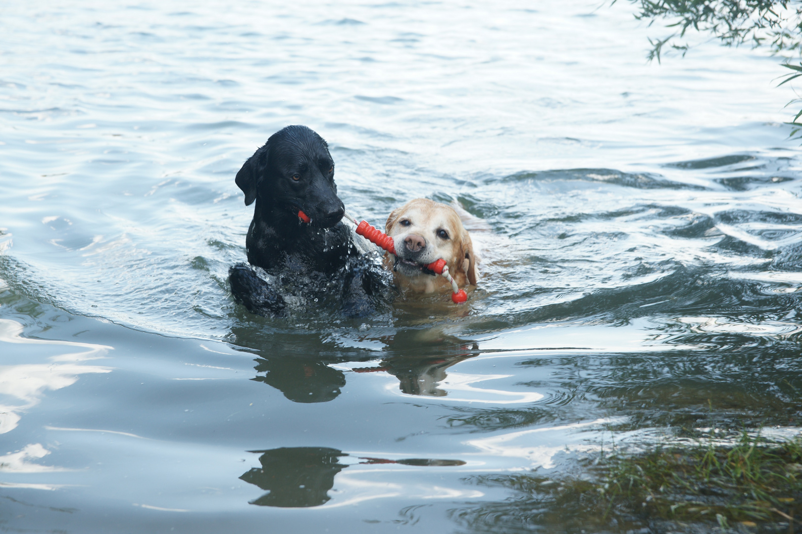 Labradore beim schwimmen