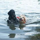 Labradore beim schwimmen