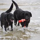 Labradore - Treffen in der Nordsee