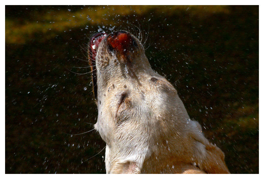 Labradore und Wasser....