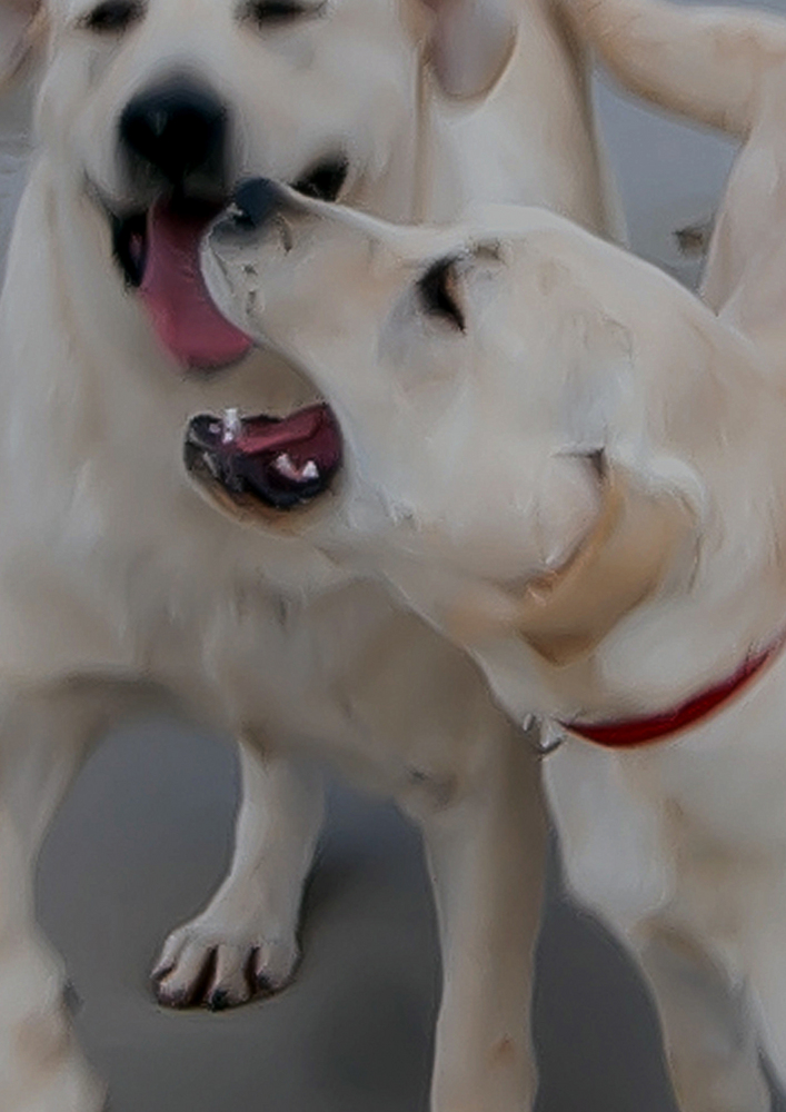 labradores