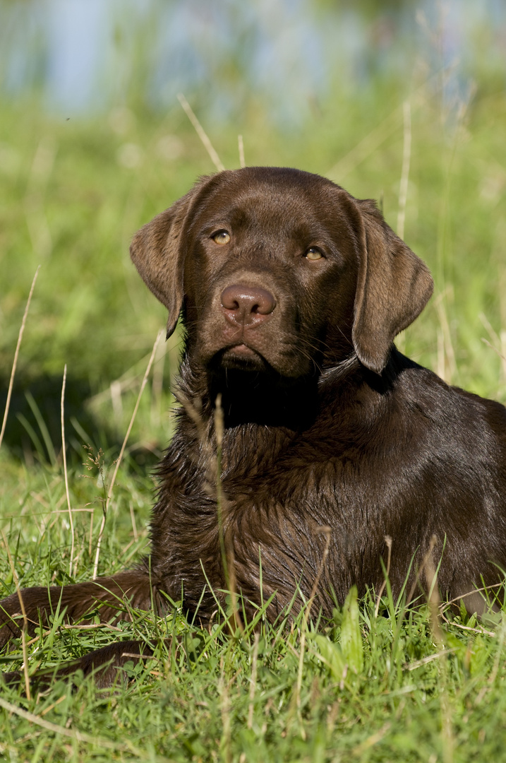 Labradorhündin Anka