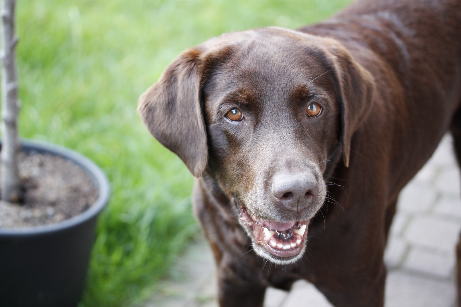 Labradorhündin