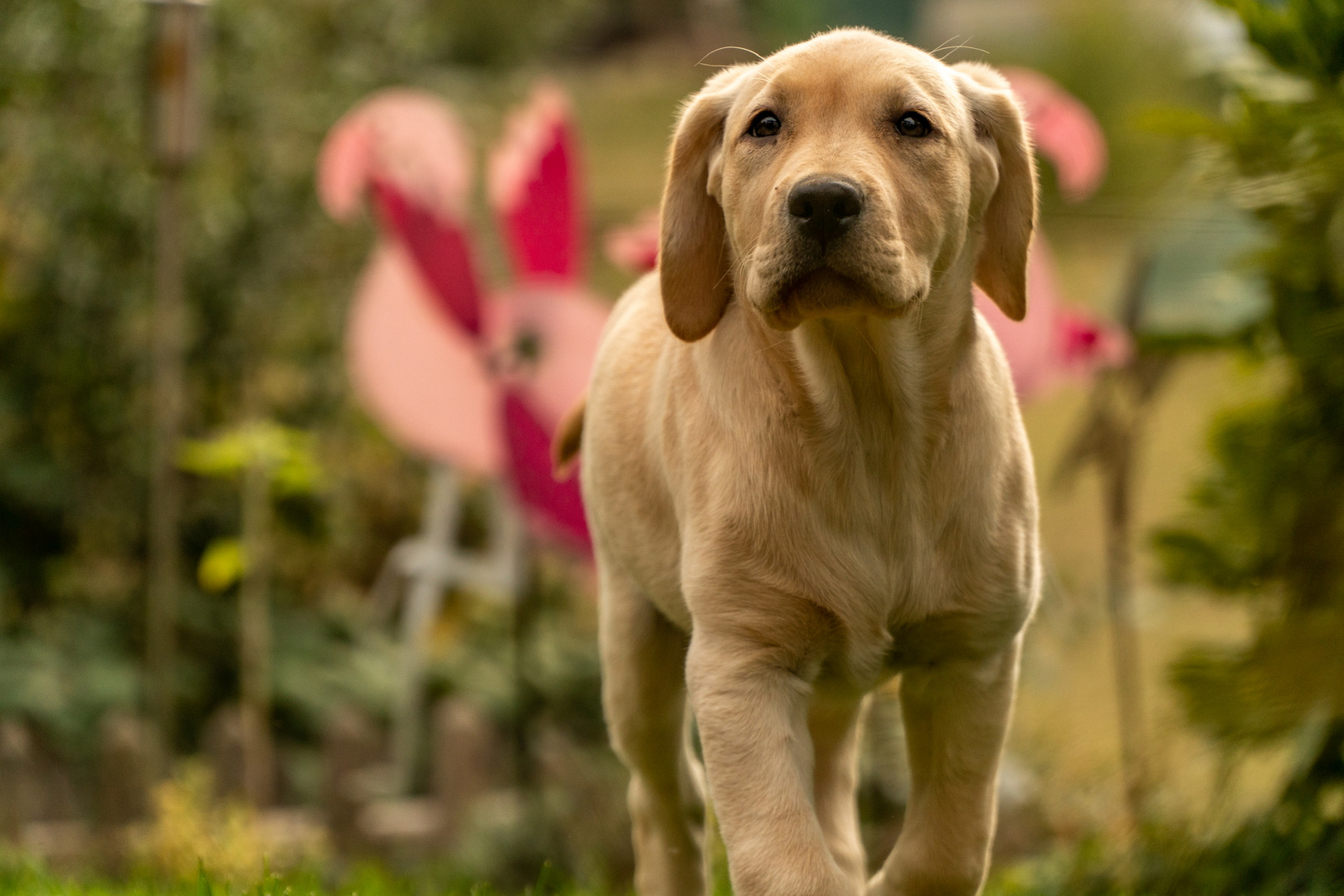 Labradormädchen 