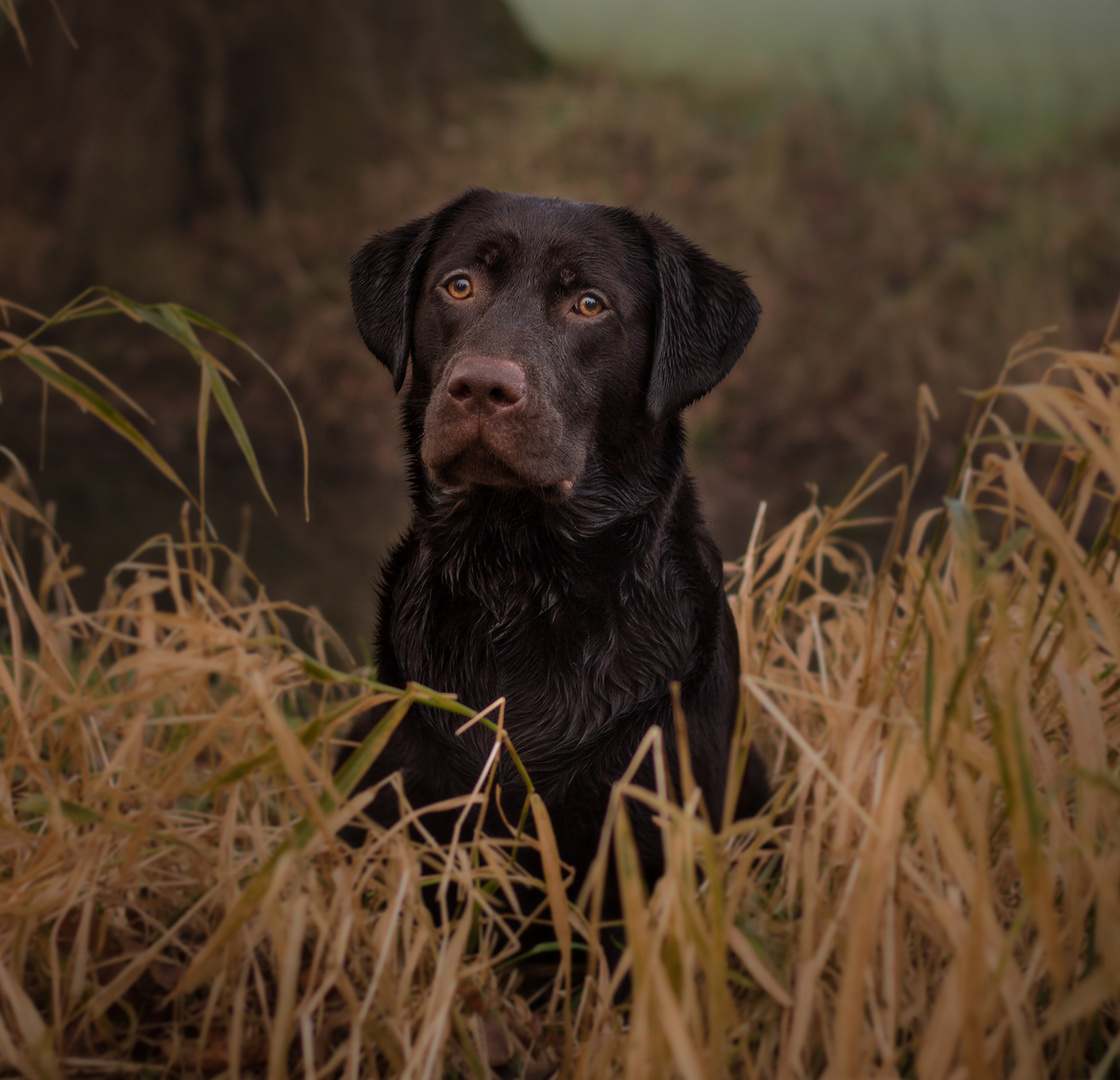 Labradormädchen 