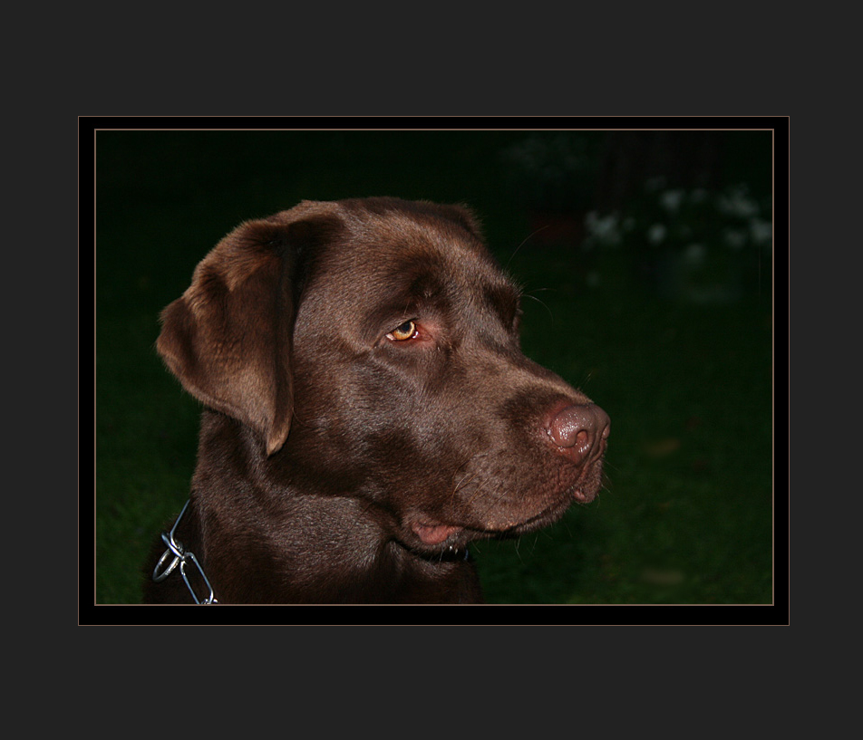 labradorportrait