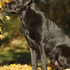 Labradorrüde im Herbst