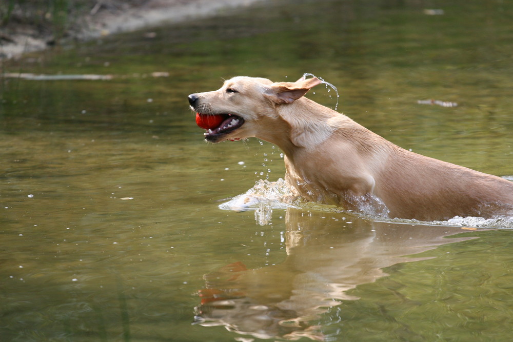 Labradors Glück!