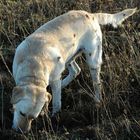 Labradors Lieblingsbeschäftigung 1