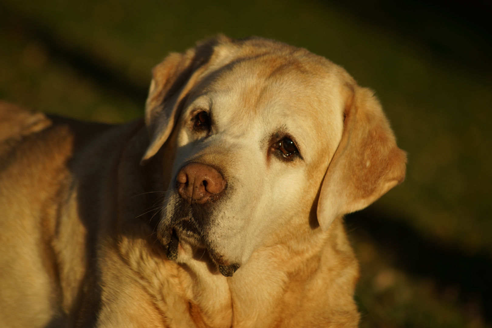 Labradorsenior