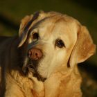 Labradorsenior