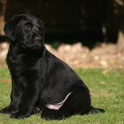 Labradorwelpe