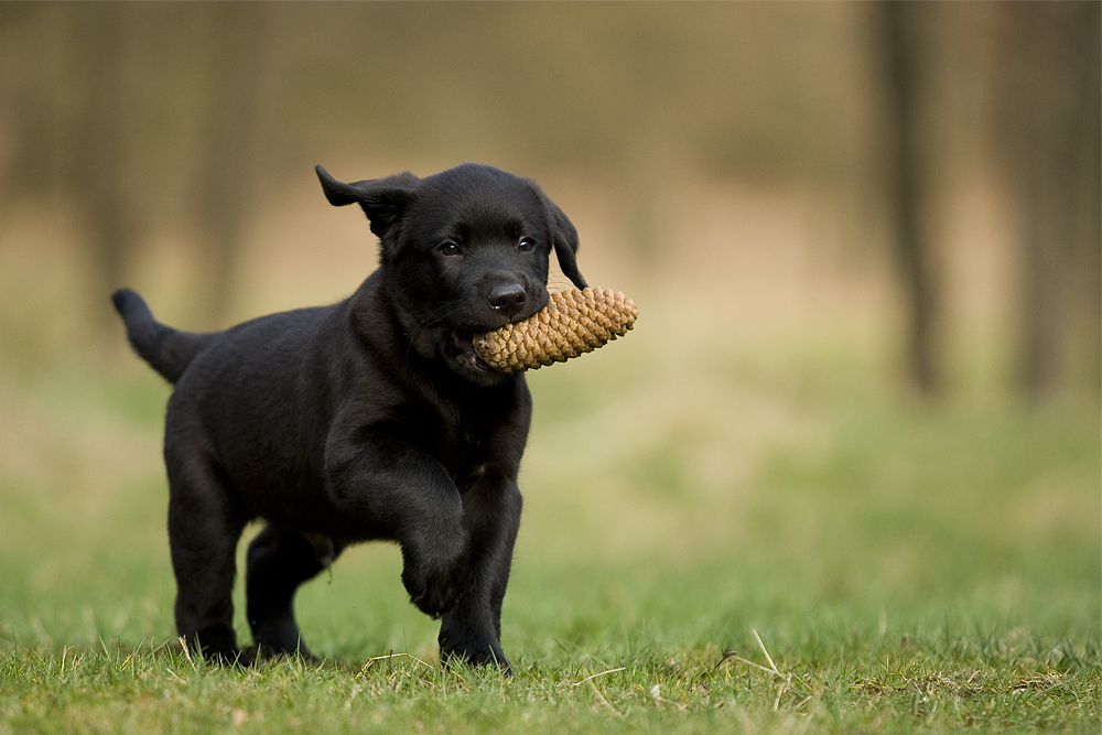 Labradorwelpe 7 Wochen Alt Foto Bild Tiere Haustiere Hunde Bilder Auf Fotocommunity