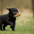 Labradorwelpe, 7 Wochen alt