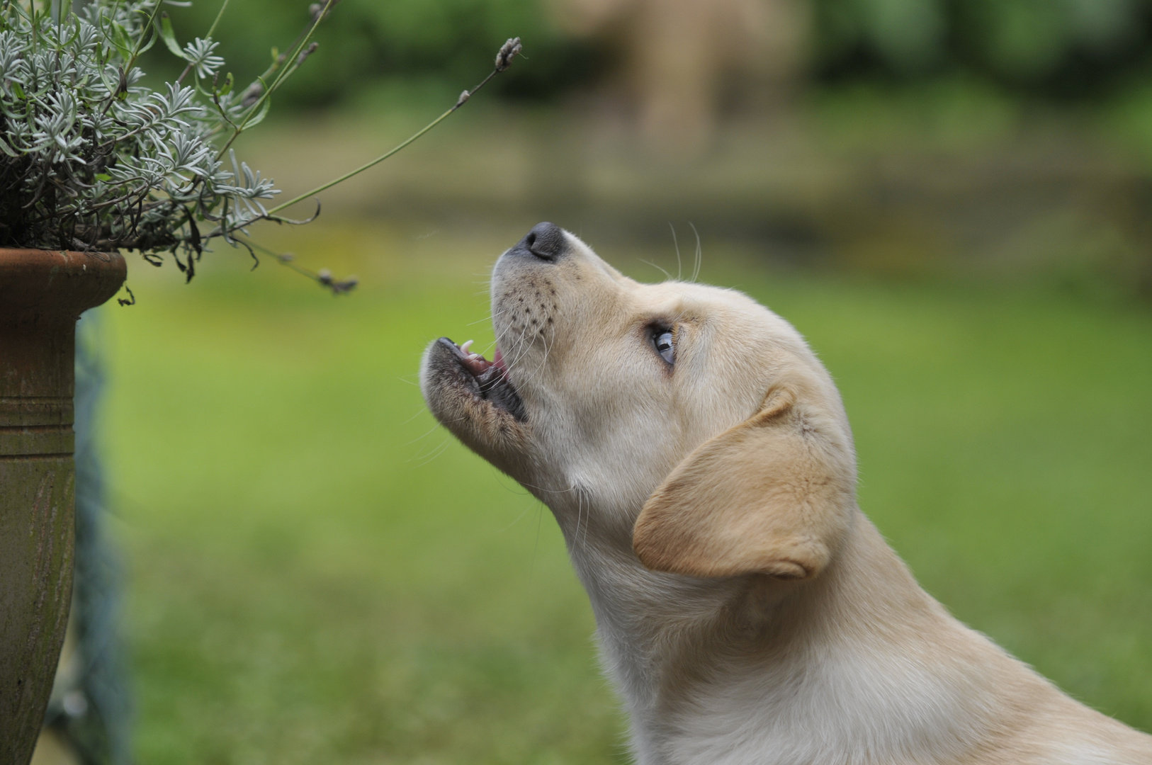 Labradorwelpe